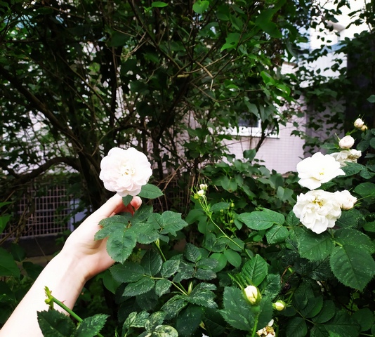 ��������� ���� 23