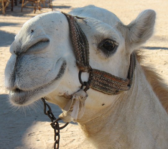 Сергей Зотов