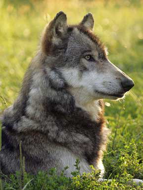 ������� ����