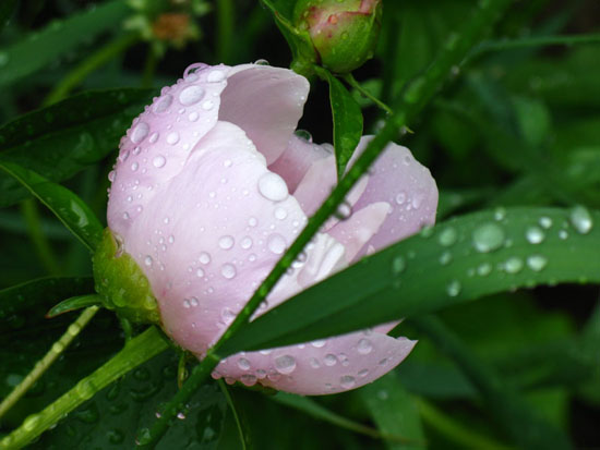 ���� ��������