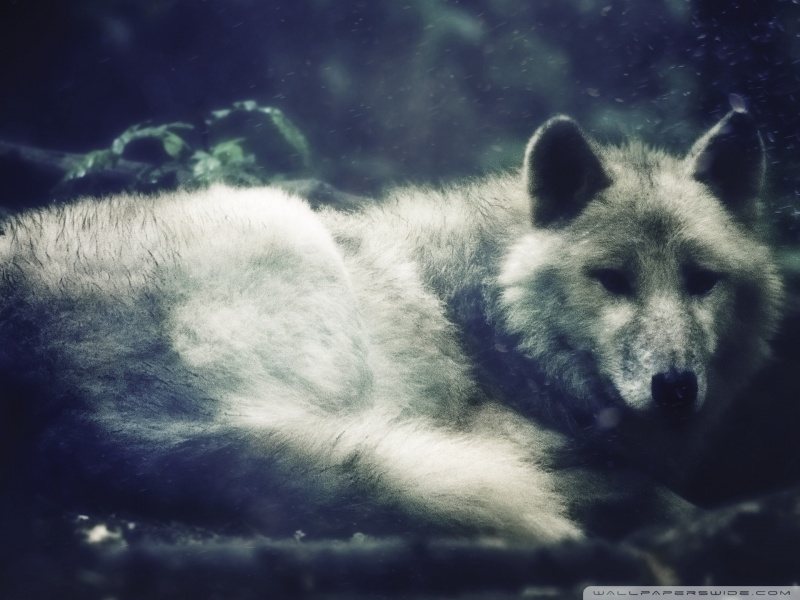 ��� ������