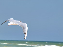 ��������� ��