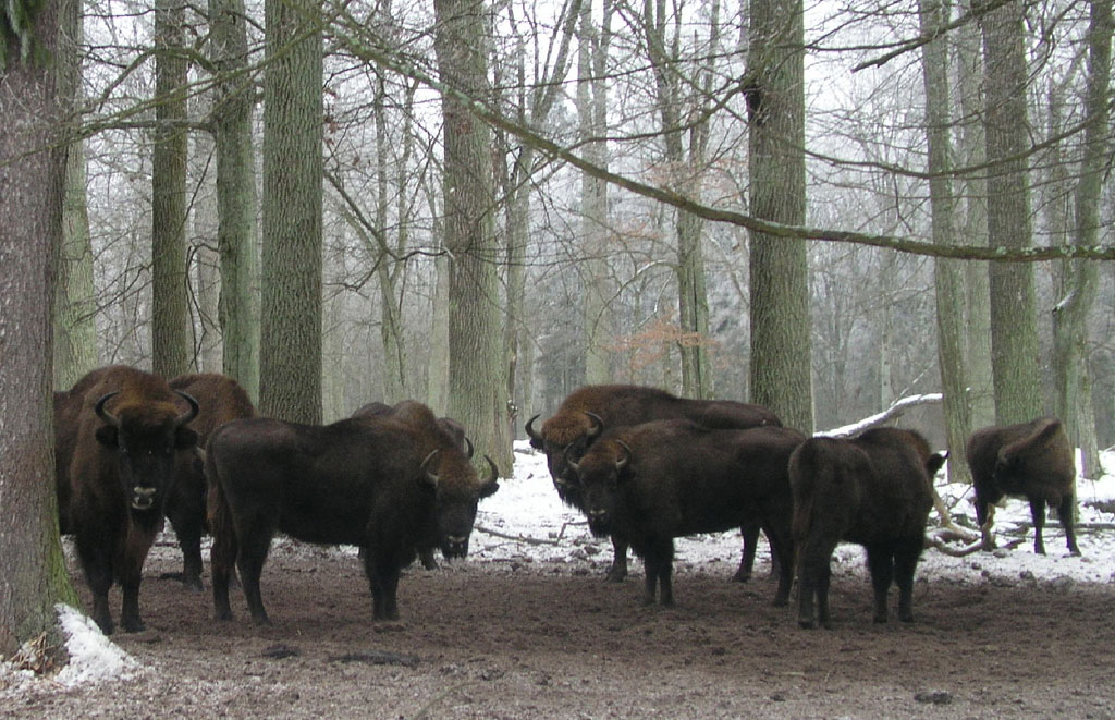 ��������� �����