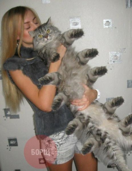 ���� ������