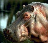 ����� �������