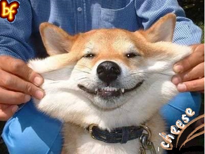 Черная Лисица