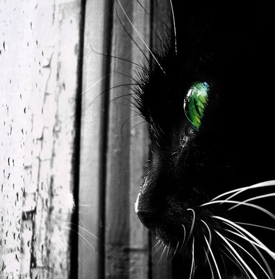 ׸���� ������������