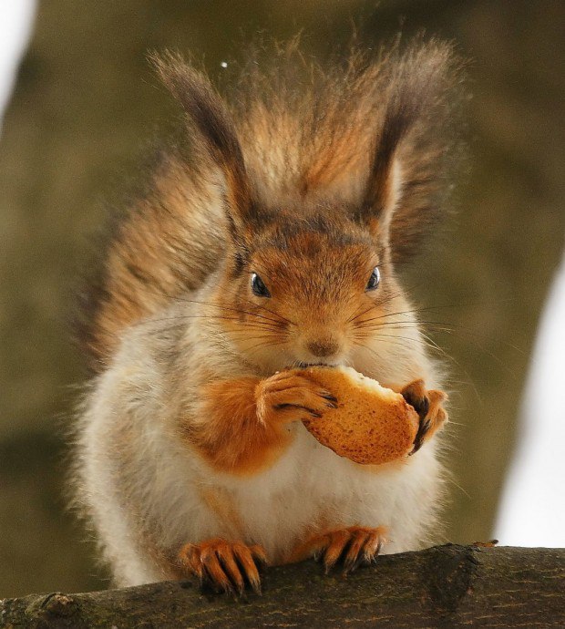 ���������� �����