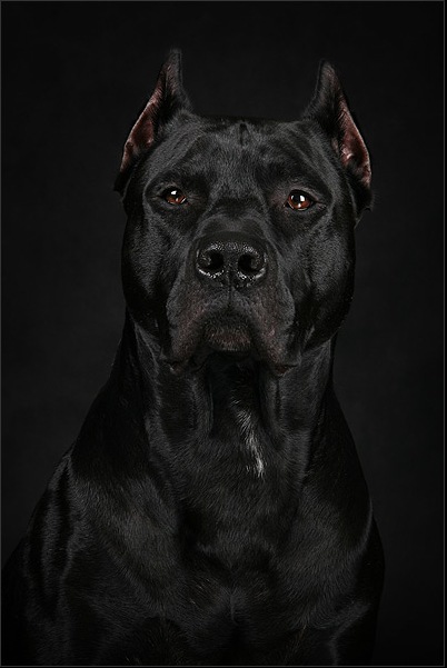 ������ �����