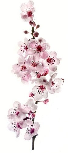 Сакуры Веточка