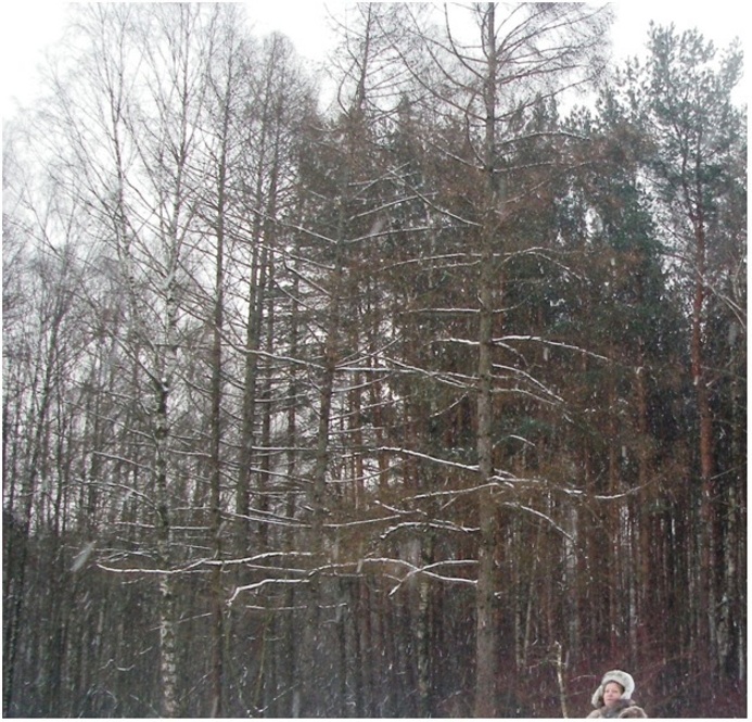 ���� ������