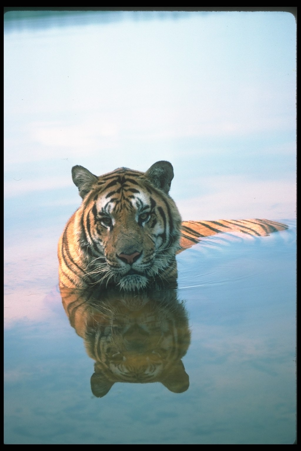 Борзокошка