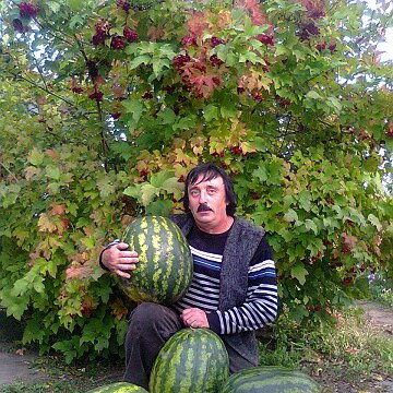 ������ �������