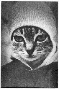 ������ �����