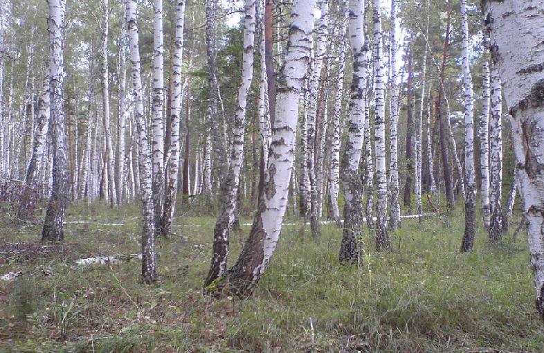 ������ ����������