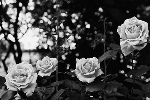 Чёрно Белый Калейдоскоп