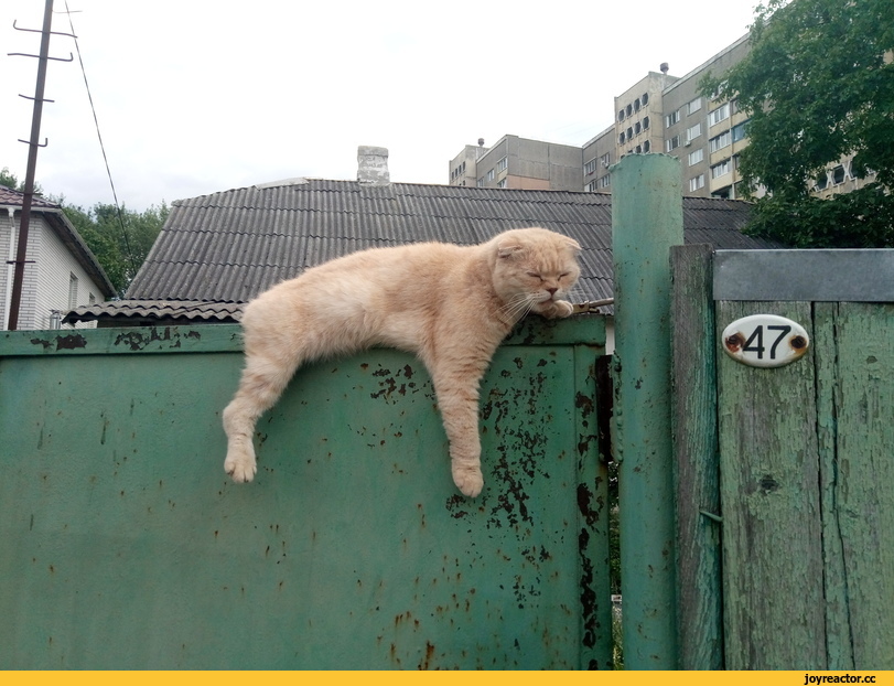 ������� ����������