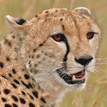 ������ �����