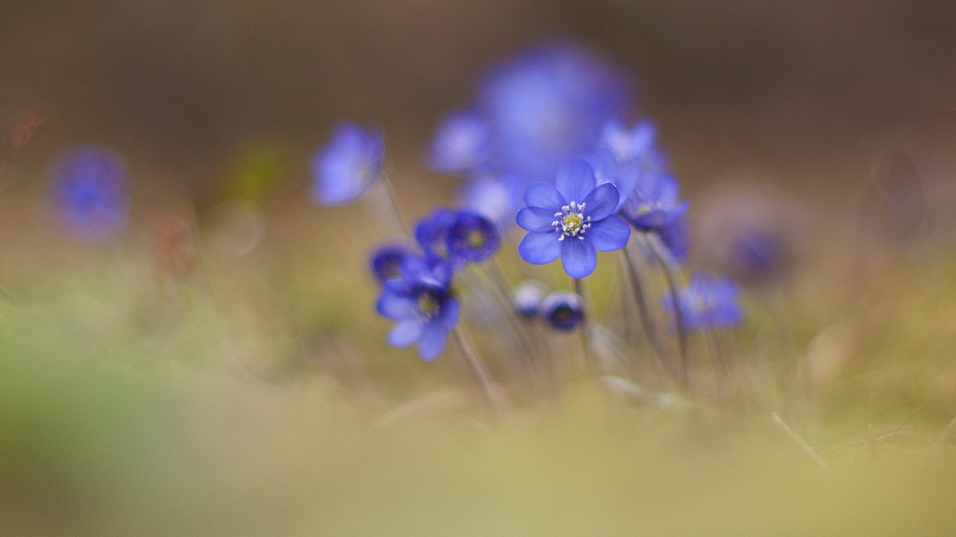 ������ ���������