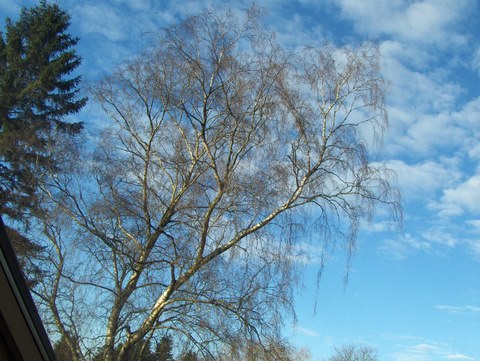 ����� ������