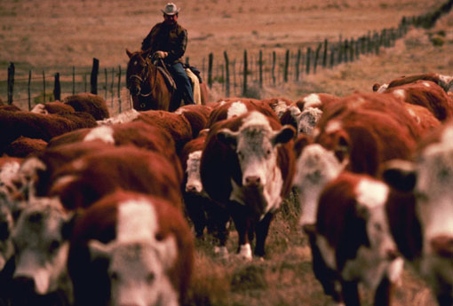 ���� ��������