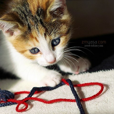 Рокки Кокаиновая