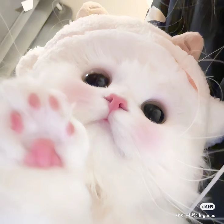 ���� �������