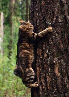 Сомова Анастасия