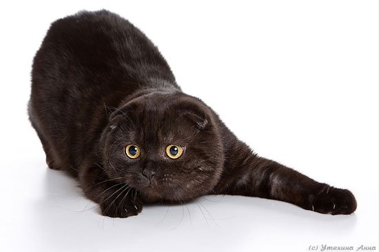 ���� ���������