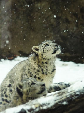 ��-������ ����