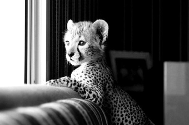 Дарья Давыдова