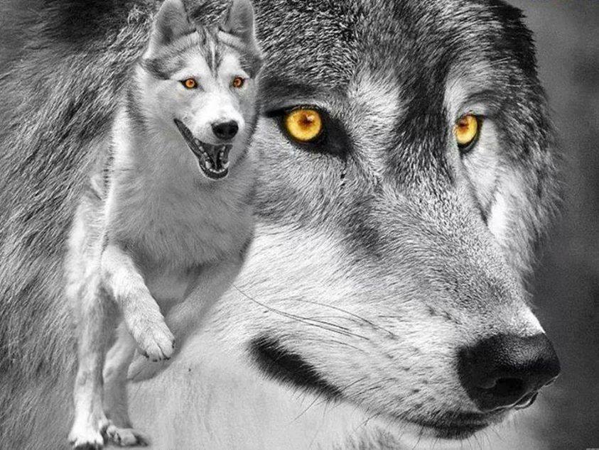 ��������� ����