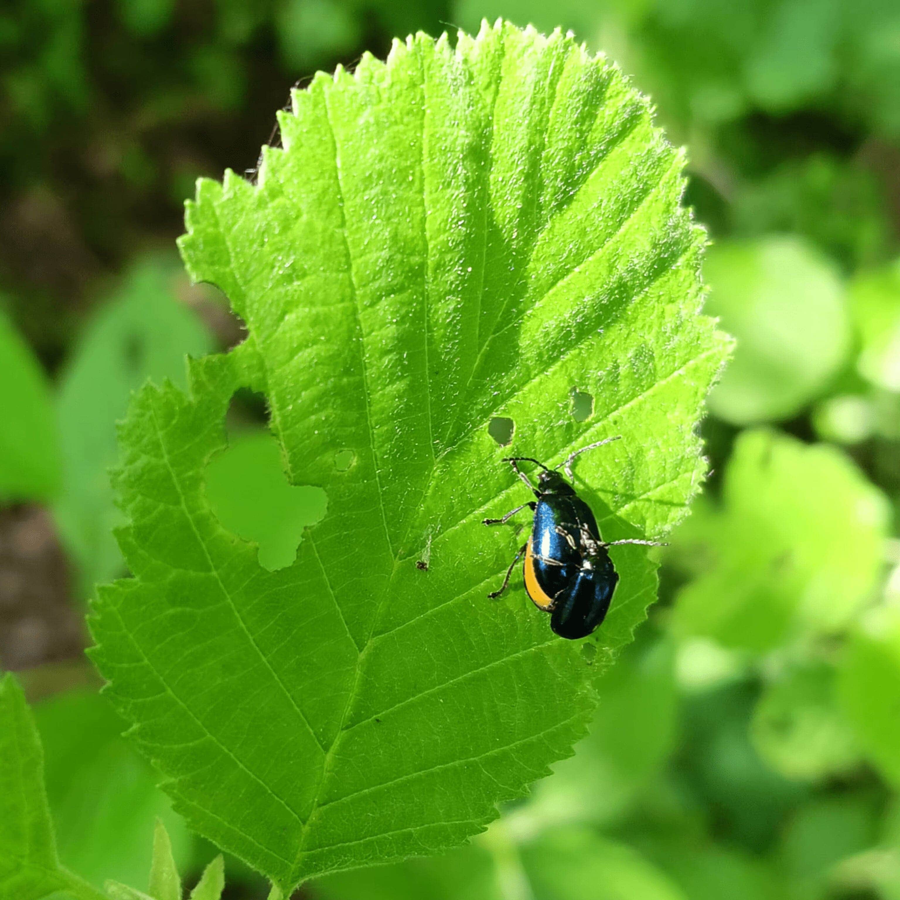 ������ ��������