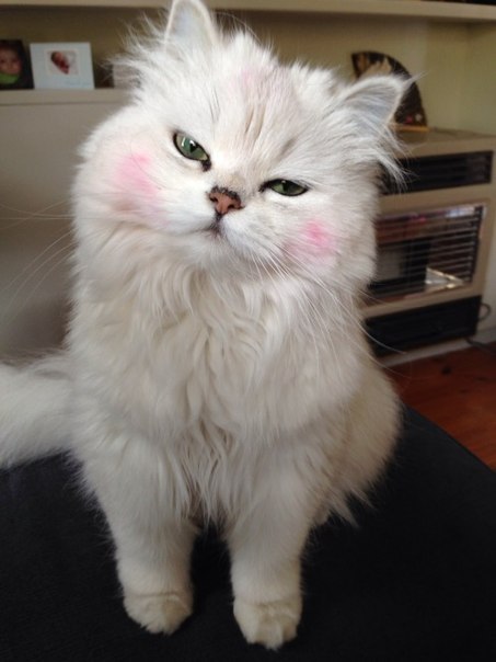 ���� ������