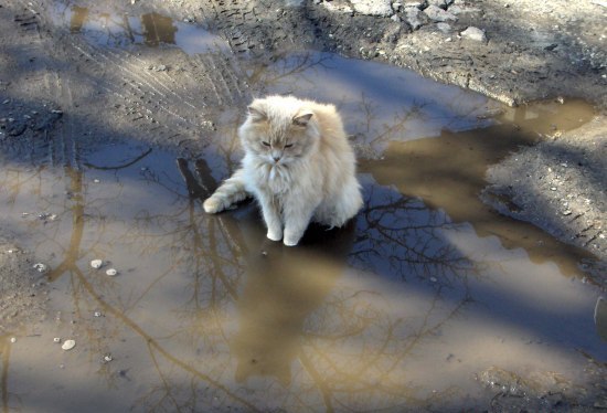 Спиридонова Наталья