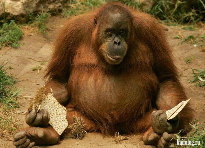 ����� ����� 5