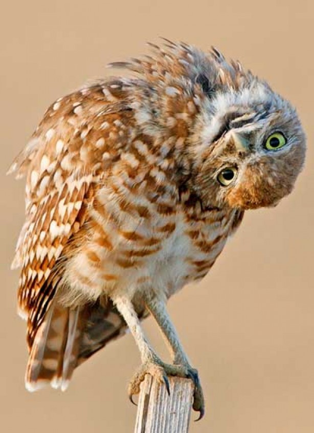 Роман Кружилин