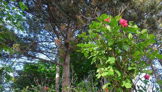 Гималайский Кедр