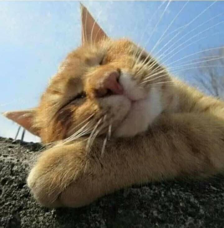 ������ �����������