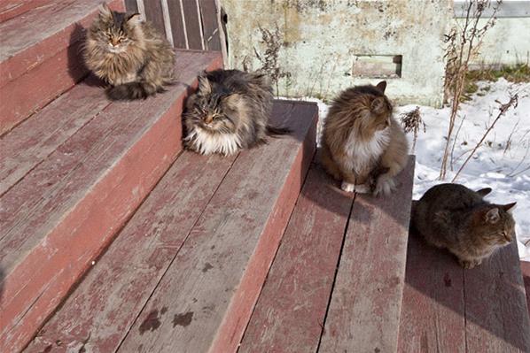 ������� ���������