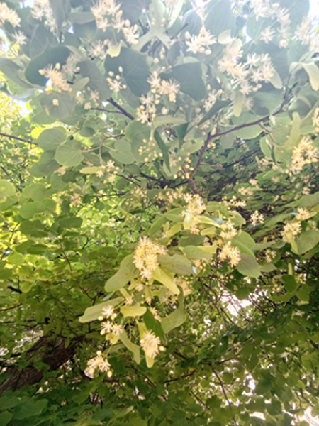 ������� ���������