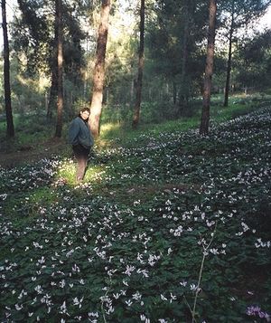 Анна Дубинская