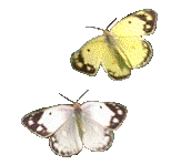 Две Бабочки Блестящие