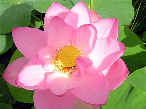 ���� ��������