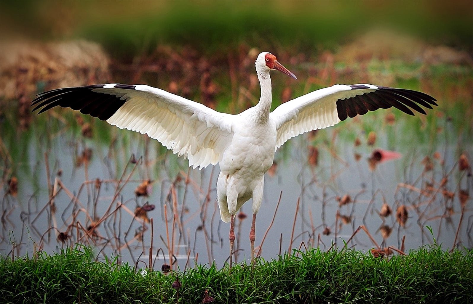 ���� �����