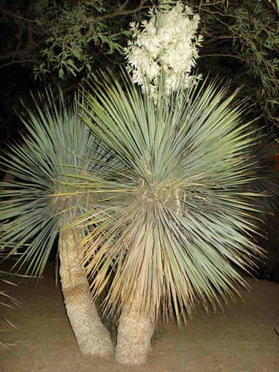 ���� ������