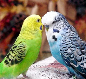 ��� ������ ������