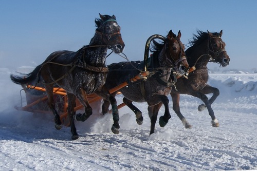 Алипий Мухин