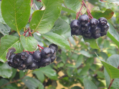 ���� �����