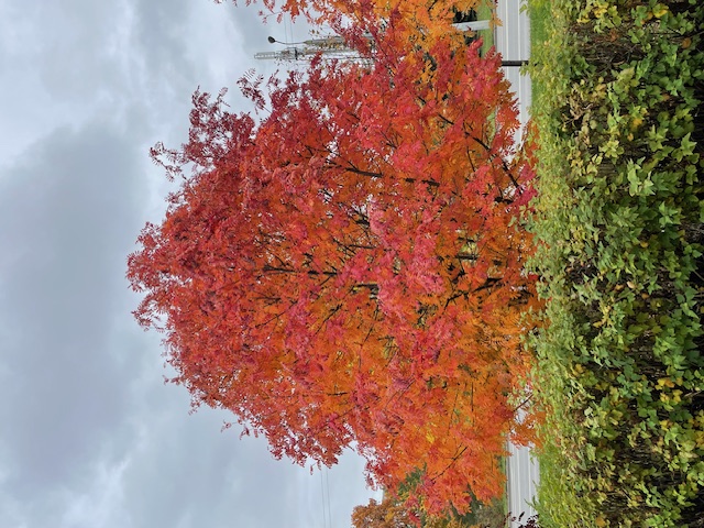 ������ �����